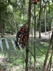 Chamaedorea seifrizii