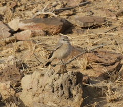 Oenanthe chrysopygia