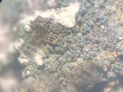 Leprocaulon adhaerens