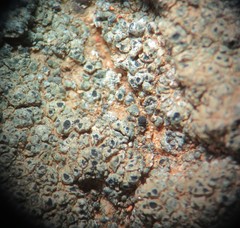 Aspicilia glaucopsina