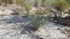 Astragalus pachypus jaegeri