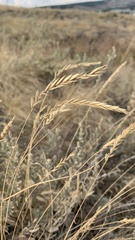Agropyron desertorum