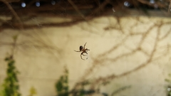 Araneus diadematus