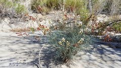 Astragalus pachypus jaegeri