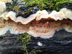 Merulius tremellosus