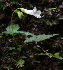 Henckelia anachoreta