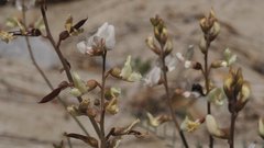Astragalus pachypus jaegeri