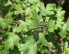 Gomphus schneiderii