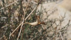 Astragalus pachypus jaegeri