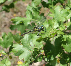 Gomphus schneiderii