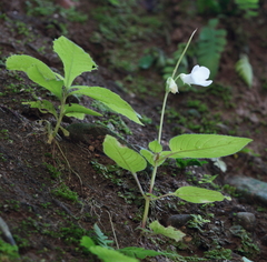 Henckelia anachoreta