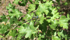 Gomphus schneiderii