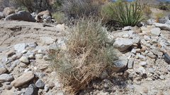 Astragalus pachypus jaegeri