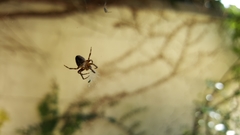 Araneus diadematus