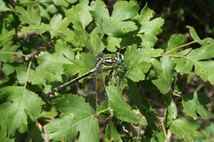 Gomphus schneiderii