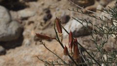 Astragalus pachypus jaegeri