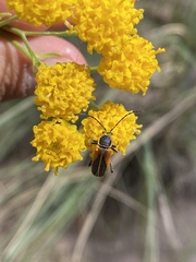 Chauliognathus opacus