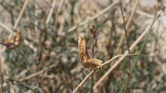 Astragalus pachypus jaegeri