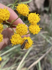 Chauliognathus opacus
