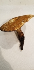 Polyporus radicatus
