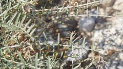 Astragalus pachypus jaegeri