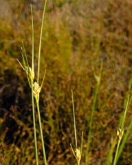 Ficinia cedarbergensis