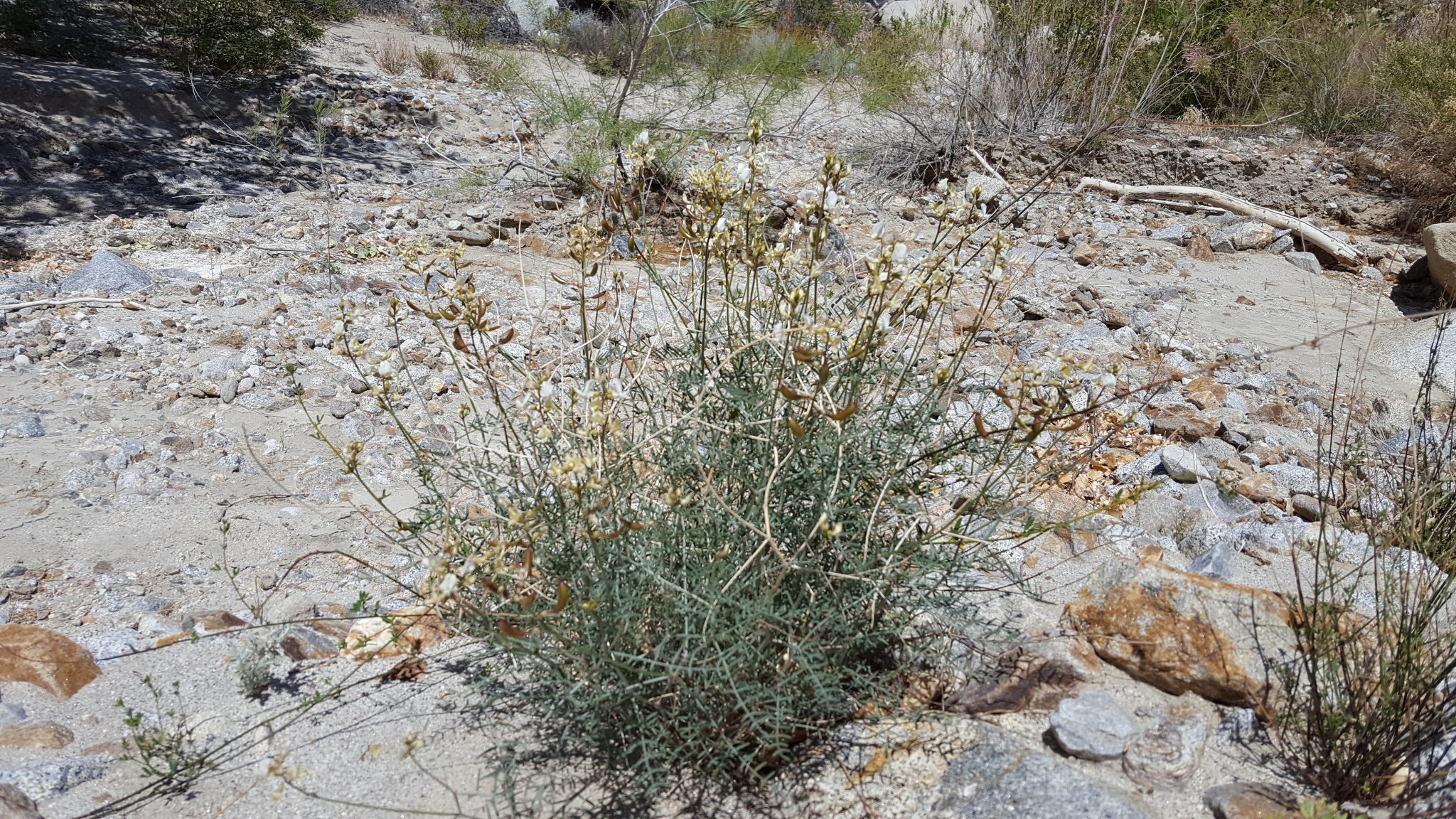 Astragalus pachypus var. jaegeri