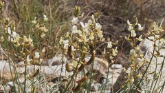 Astragalus pachypus jaegeri