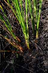 Ficinia cedarbergensis