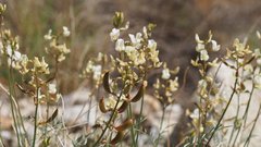 Astragalus pachypus jaegeri