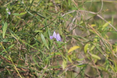 Solanum amygdalifolium