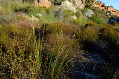 Ficinia cedarbergensis