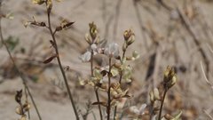 Astragalus pachypus jaegeri