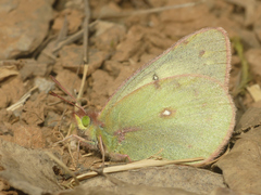 Colias lesbia