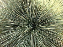 Aciphylla subflabellata