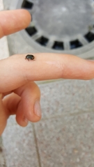 Legnotus limbosus