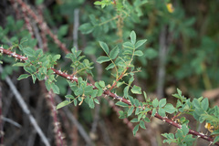 Rosa woodsii gratissima