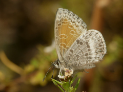 Leptotes callanga