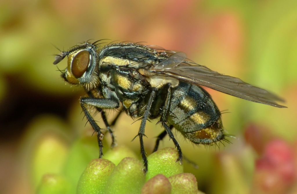 Striped Dung Fly
