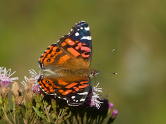 Vanessa altissima