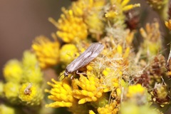 Cisthene liberomacula