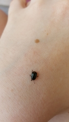 Legnotus limbosus