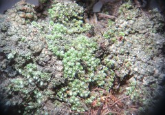 Aspicilia glaucopsina