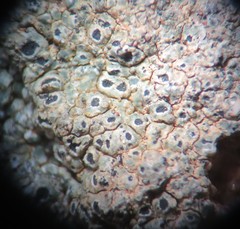 Aspicilia glaucopsina