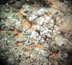 Aspicilia glaucopsina