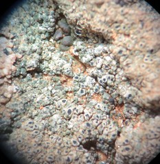 Aspicilia glaucopsina