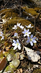Hepatica acutiloba