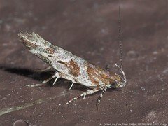 Aristotelia fungivorella
