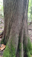 Thuja plicata