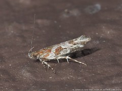 Aristotelia fungivorella
